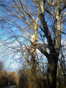 Lobau im November