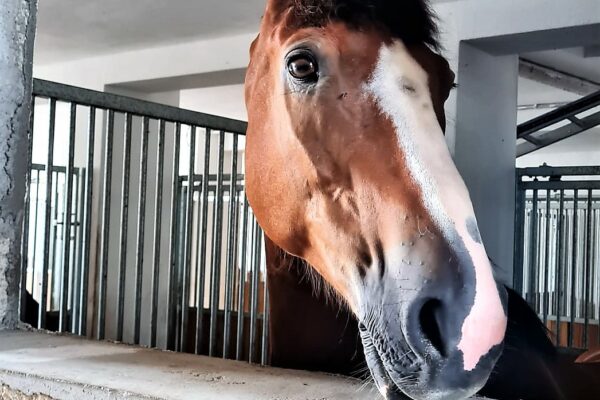 WhatsApp Bild 2023-07-30 um 20.44.22