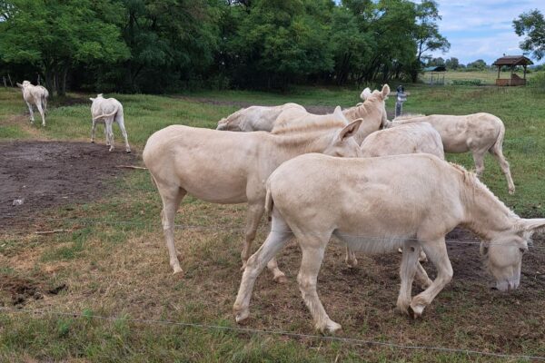 WhatsApp Bild 2023-08-02 um 10.30.12