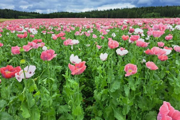 WhatsApp Bild 2024-07-06 um 10.50.39_f9ac1732